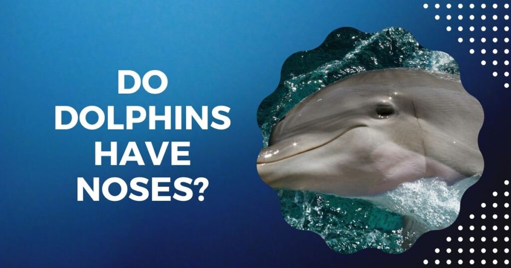 Do Dolphins Have Noses