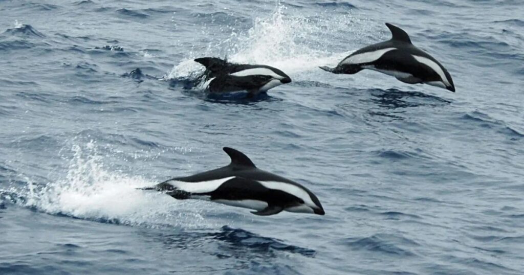 Facts About Hourglass Dolphins