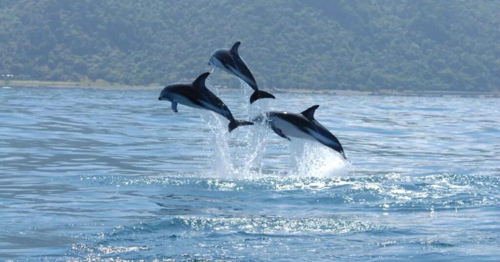 Facts About Hourglass Dolphins