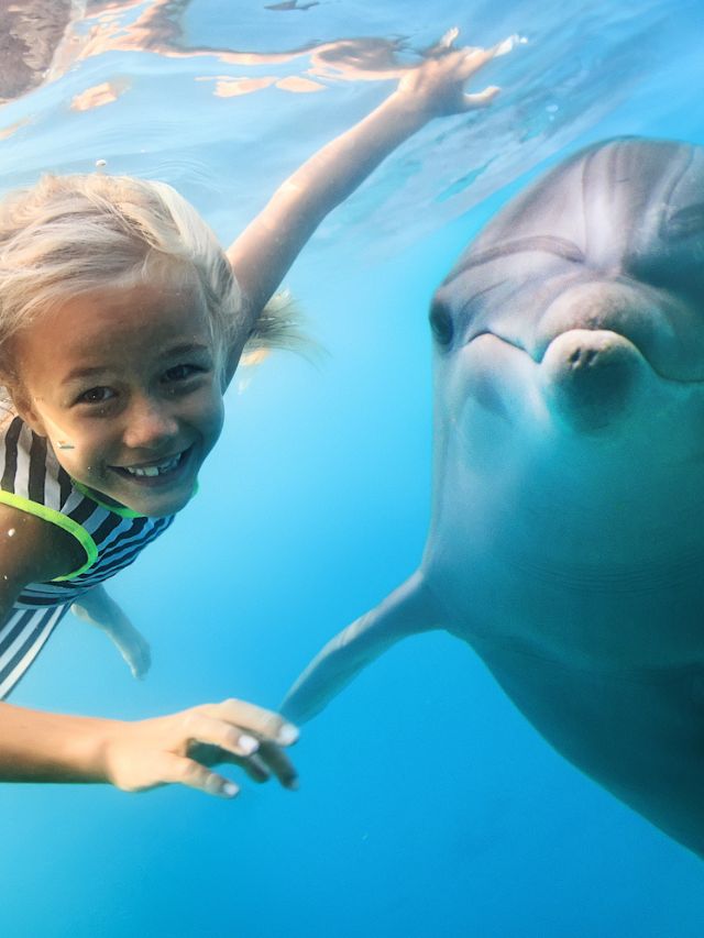 10 Reasons Why Dolphins Are Called Second-Smartest Creatures