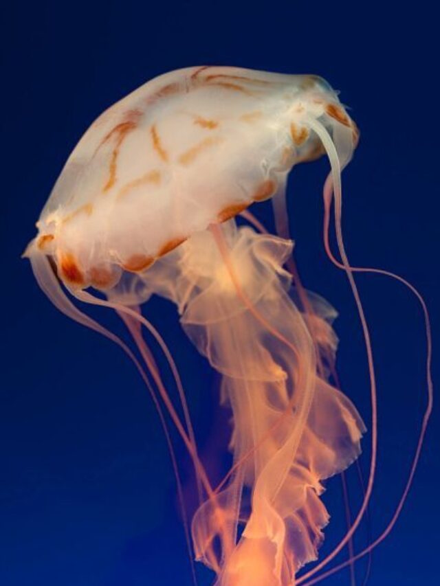 10 Crucial Facts to Know Before Eating Jellyfish