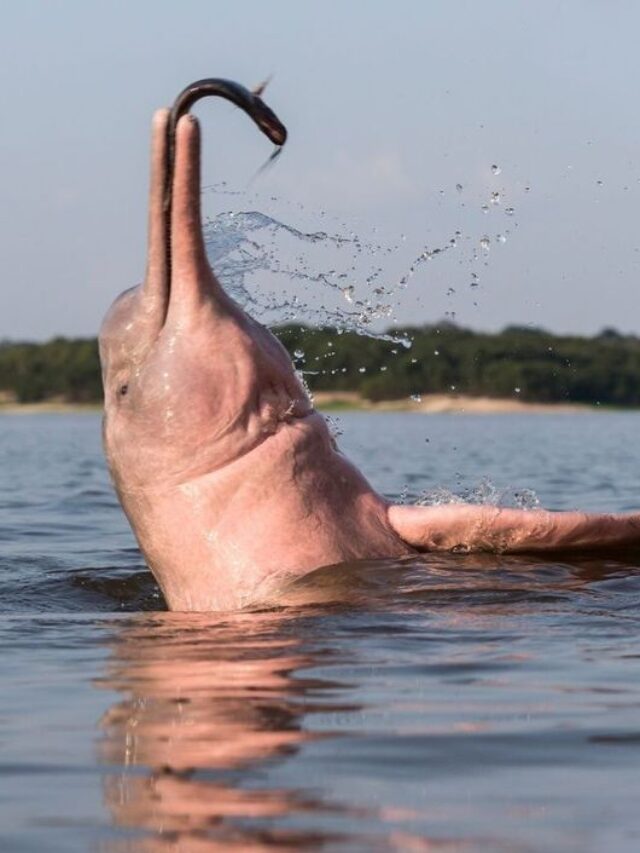 How Rare Is A Pink Dolphin