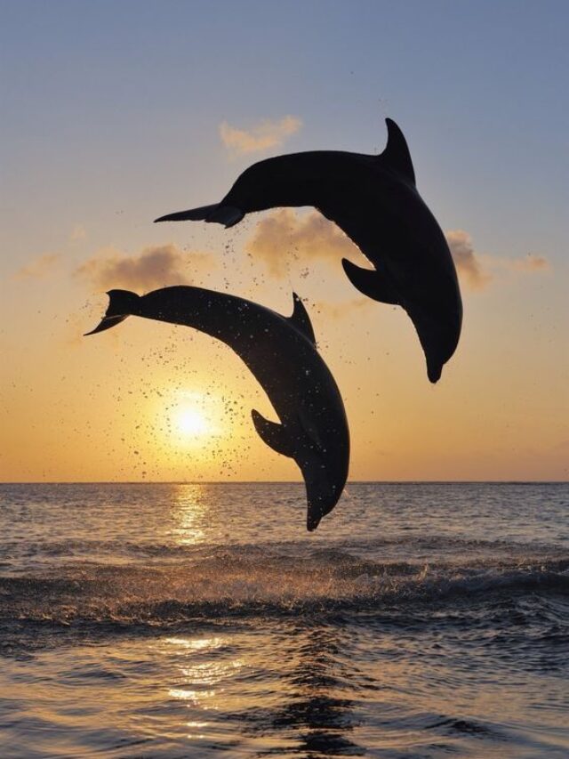 Is It True That Dolphins Never Sleep