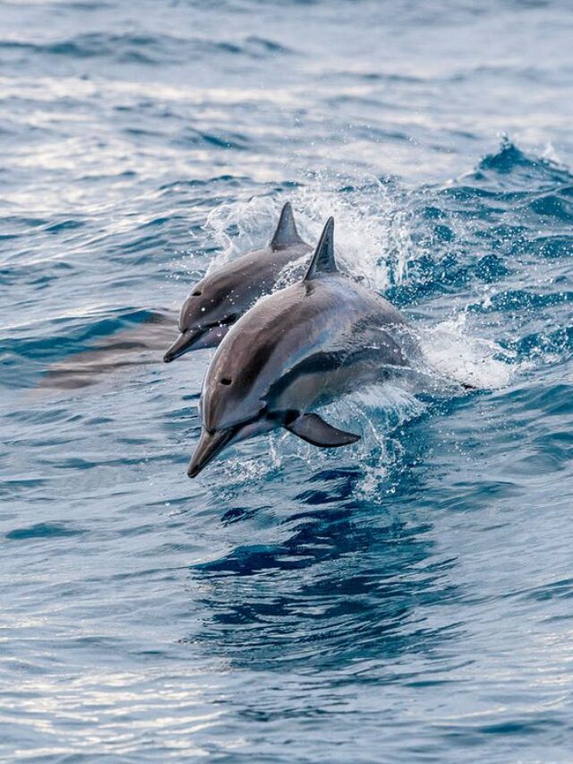 Differences Between Dolphins and Porpoises