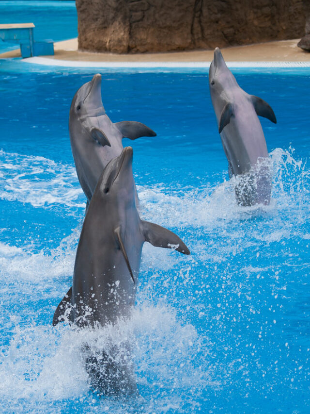 6 Fascinating Reasons Why Dolphins Are Mammals!