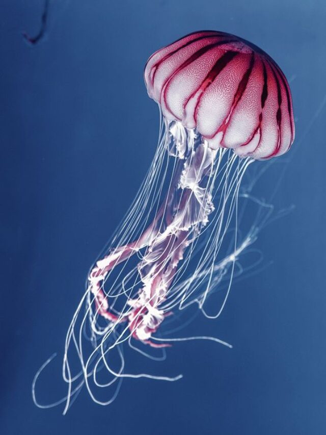 Jellyfish Stings: 10 Crucial Points That Could Save Your Life