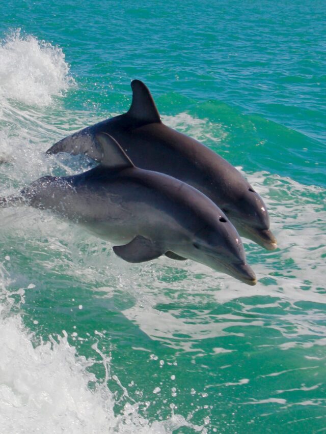 7 Incredible Dolphin Species to Fascinate You