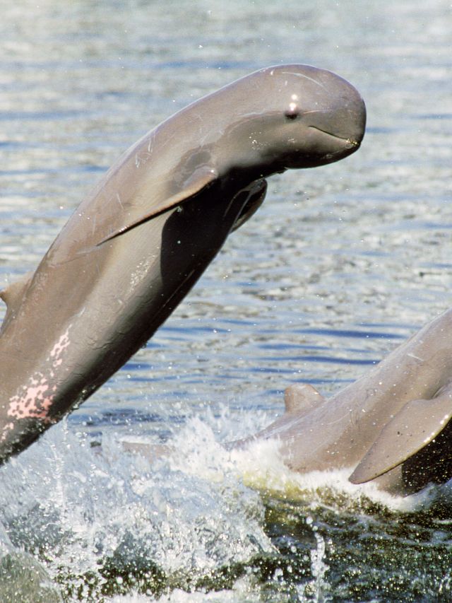 Why Is It Called Irrawaddy Dolphin