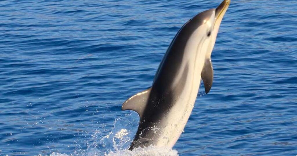 Are There Dolphins In Greece