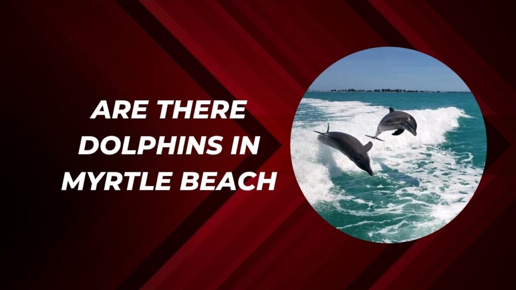 Are There Dolphins In Myrtle Beach