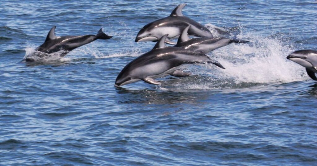 Are There Dolphins In Washington State