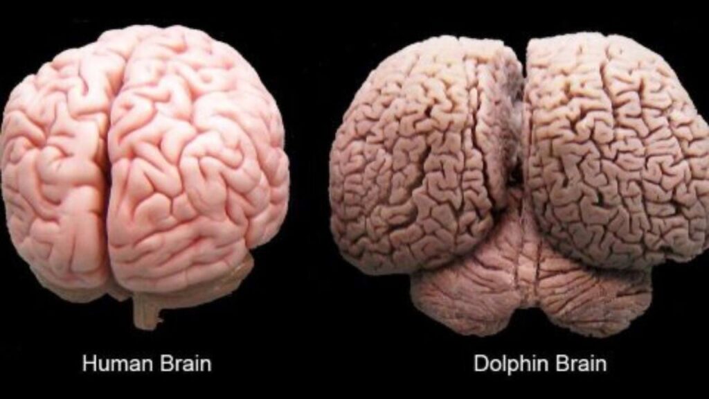 Do Dolphins Have Better Memory Than Humans