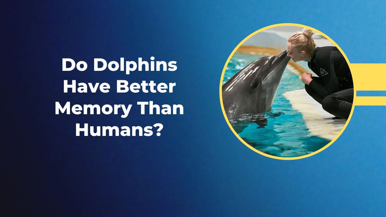 Do Dolphins Have Better Memory Than Humans? | DolphinXpert.com