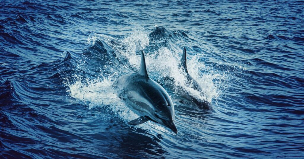 Do Dolphins Like Noise