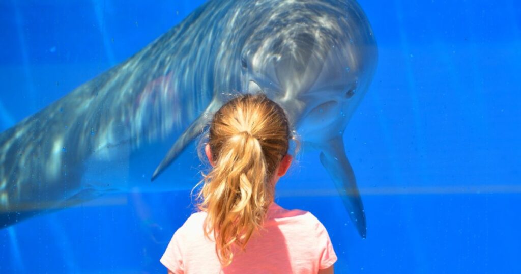 Do Dolphins Remember Humans