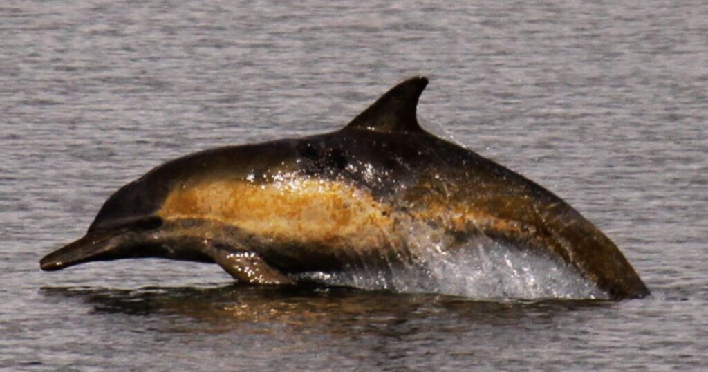 Long-beaked common dolphins in Puget Sound
