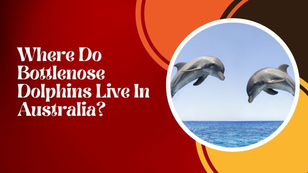 Where Do Bottlenose Dolphins Live In Australia