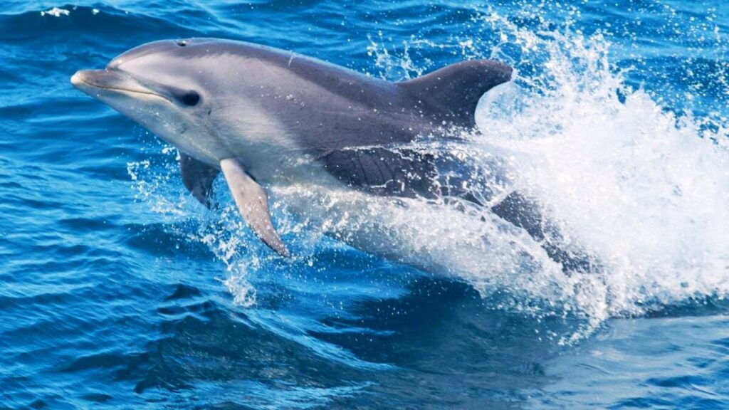 Where Do Bottlenose Dolphins Live In Australia