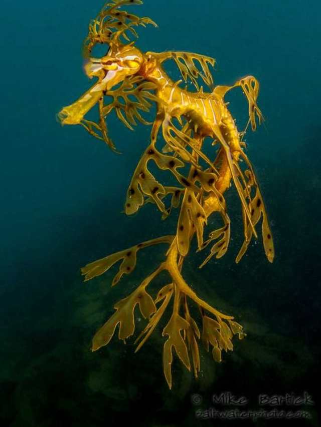 Are leafy seadragons poisonous