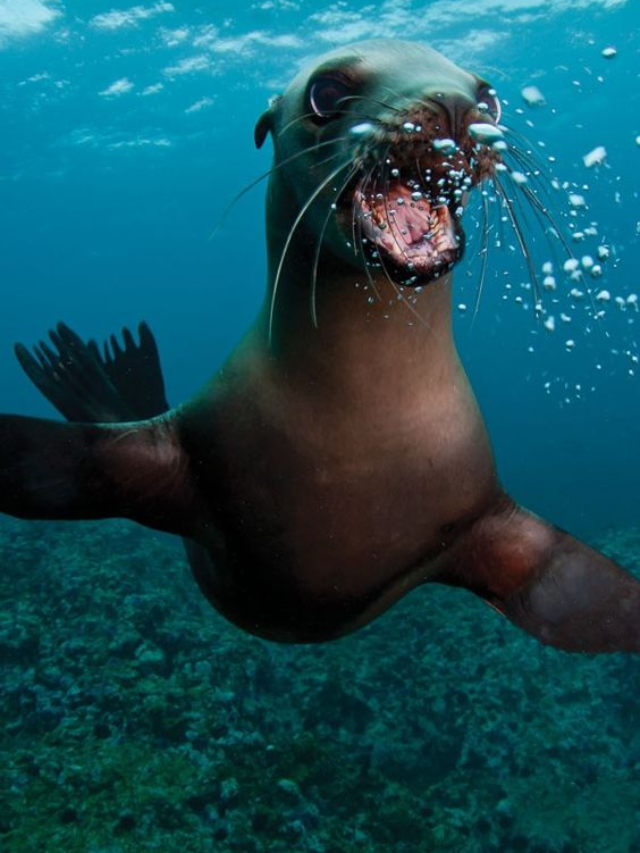 Are Sea Lions Friendly To Humans?