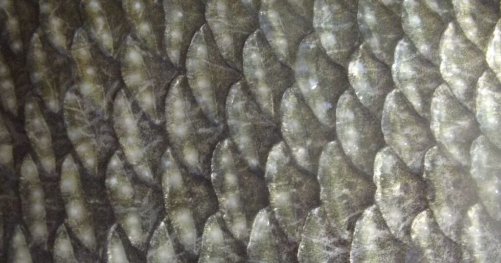 fish scales