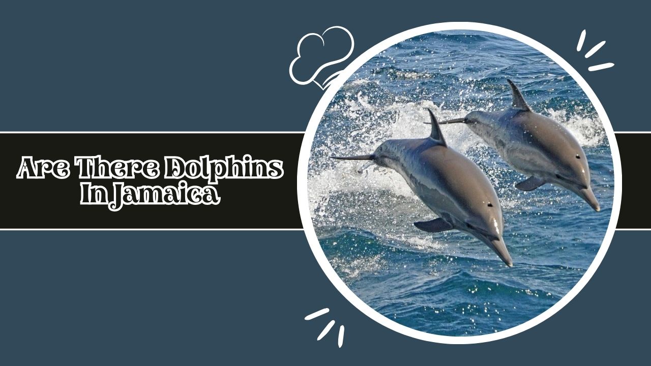 Are There Dolphins In Jamaica