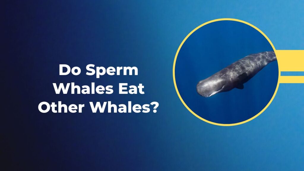 Do Sperm Whales Eat Other Whales