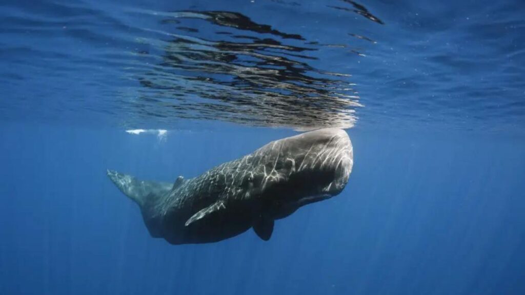 Do Sperm Whales Eat Other Whales