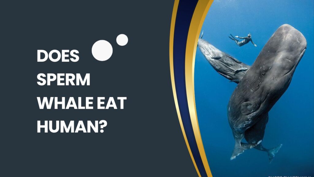 Does Sperm Whale Eat Human