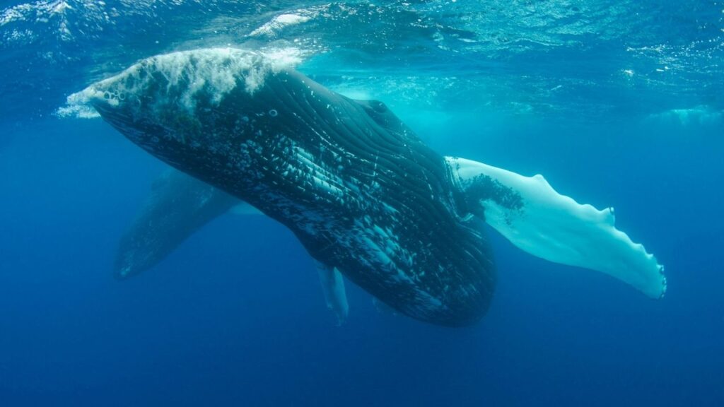 How Do Blue Whales Interact With Other Species