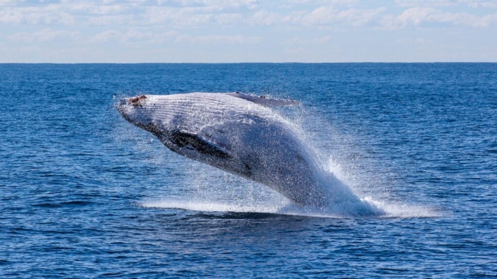 How Do Blue Whales Interact With Other Species