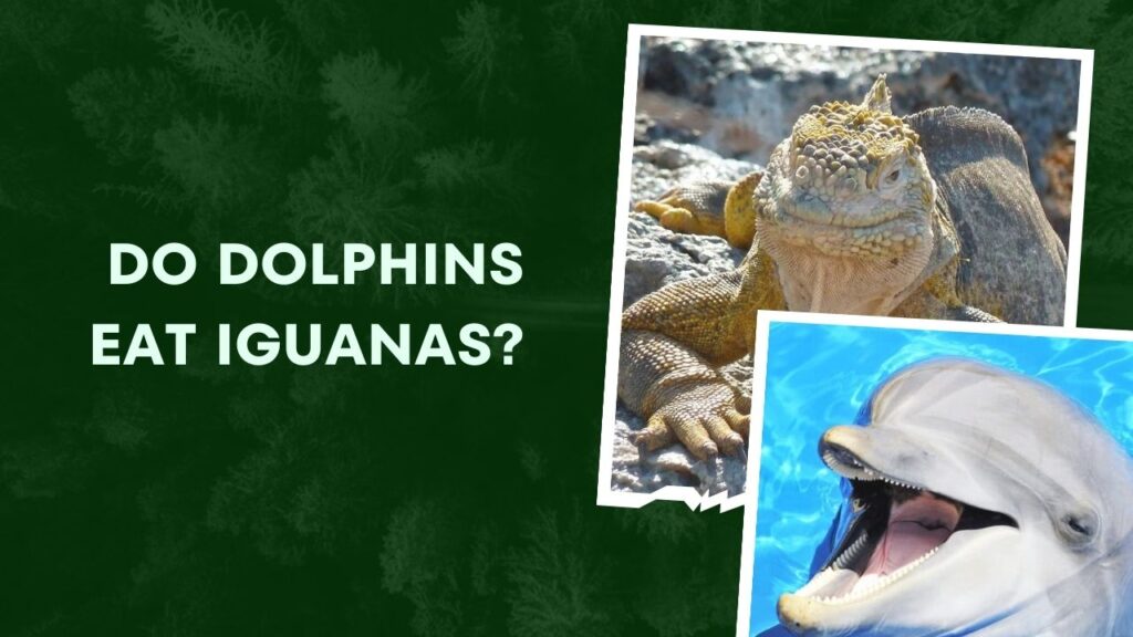 Do Dolphins Eat Iguanas