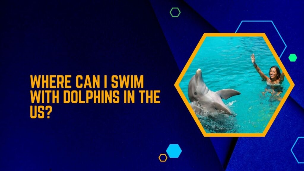 Where Can I Swim With Dolphins In The US?