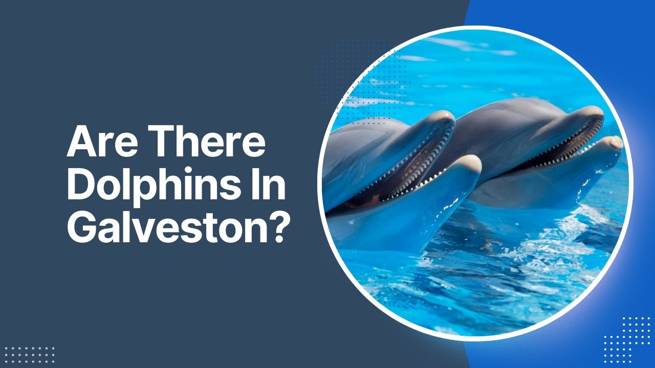 Are There Dolphins In Galveston