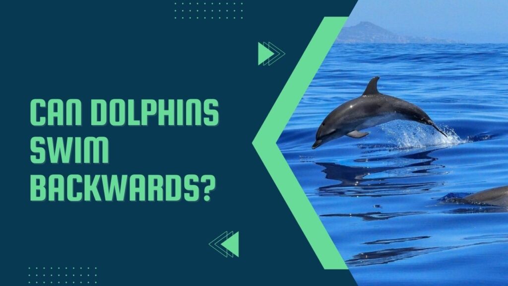 Can Dolphins Swim Backwards
