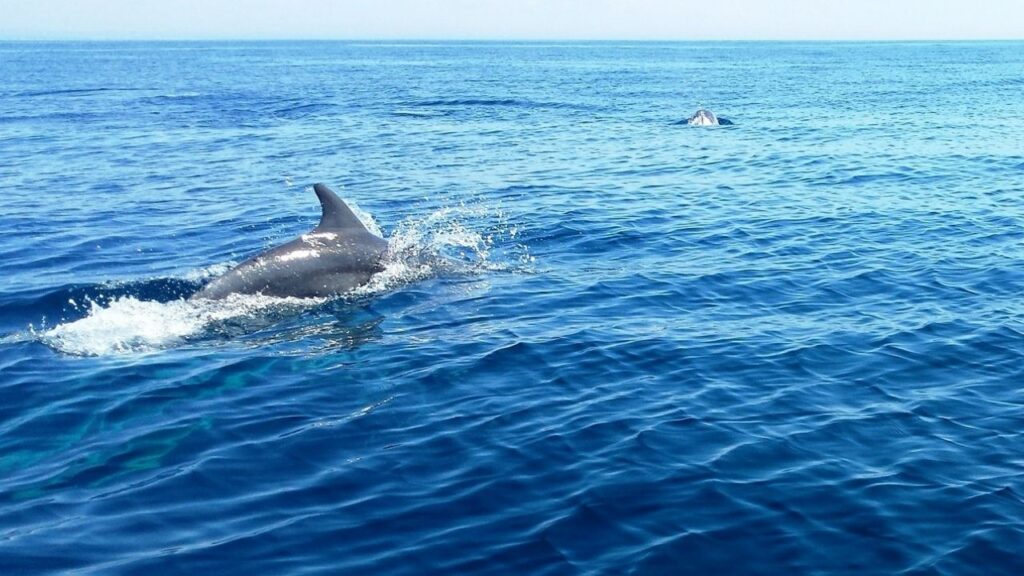 Can Dolphins Swim Backwards