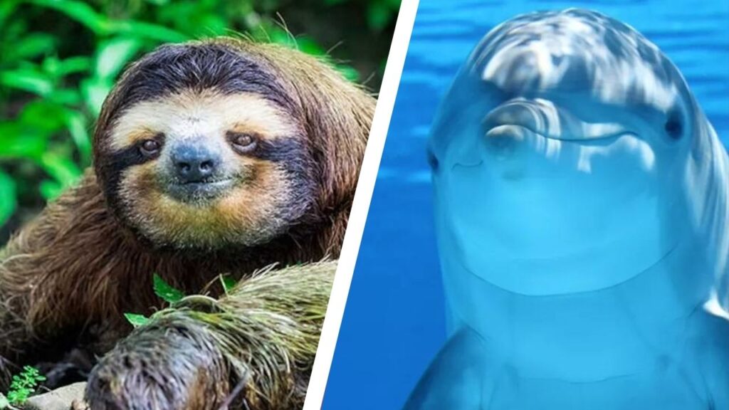 Can Sloths Hold Their Breath Longer Than Dolphins 