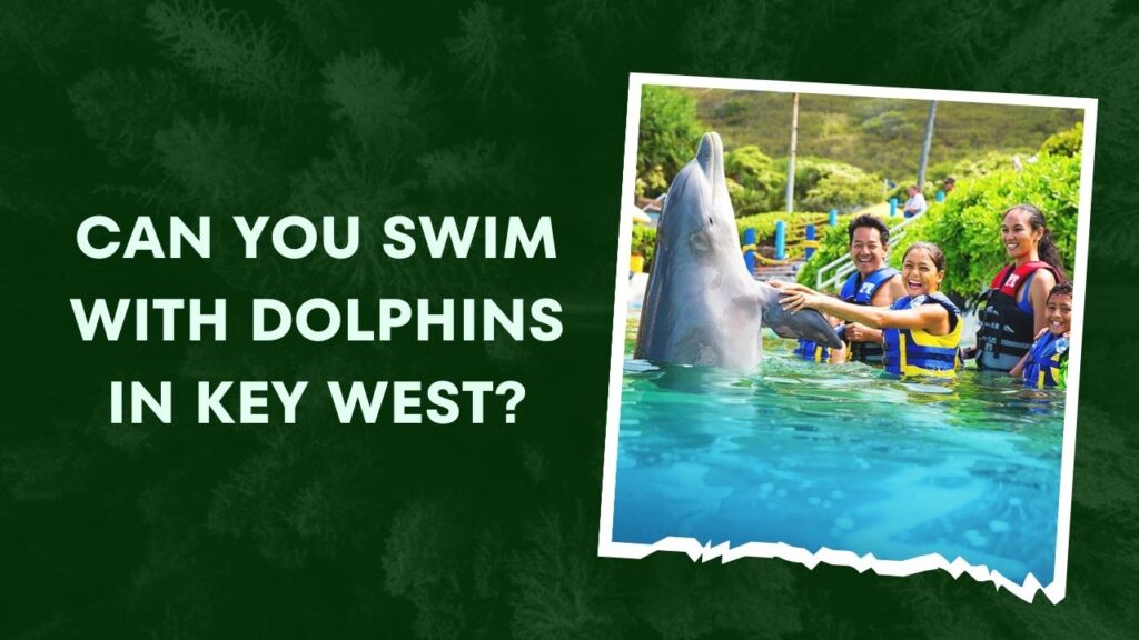 Can You Swim With Dolphins In Key West