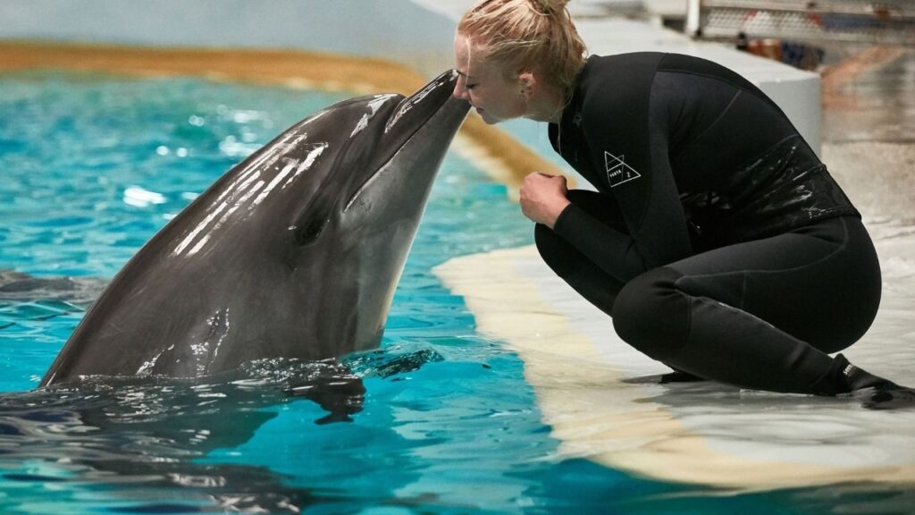 Can You Swim With Dolphins In Key West