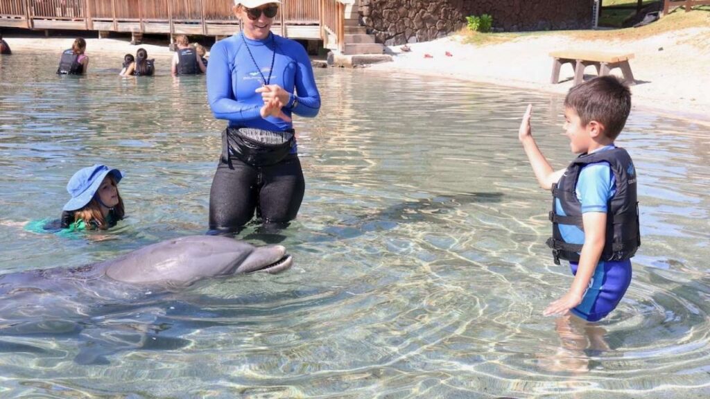 Can You Swim With Dolphins In Key West