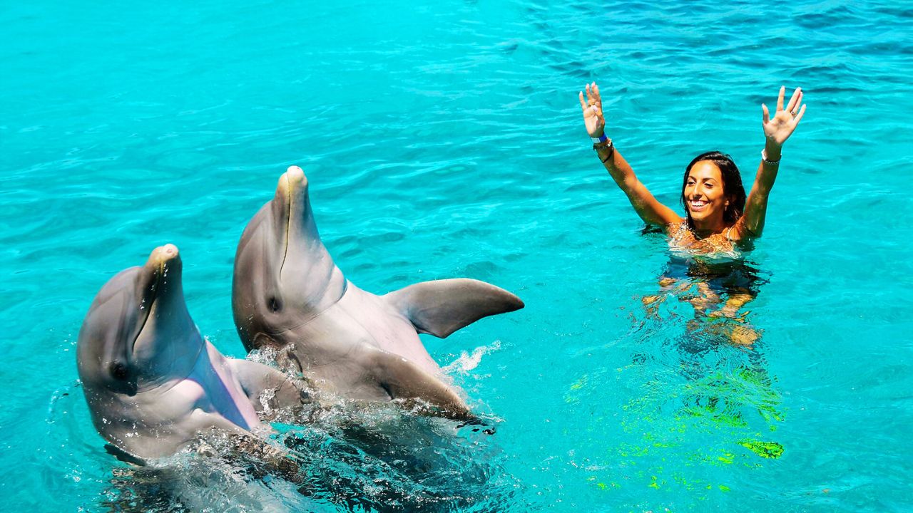 Can You Swim With Dolphins In Puerto Rico?