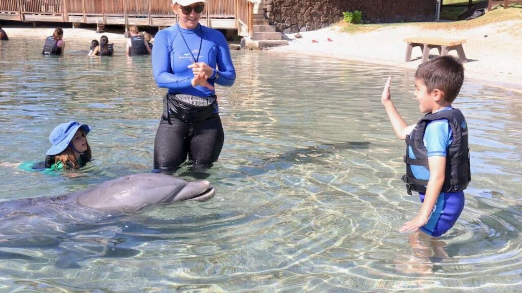 Where Can I Swim With Dolphins In The US? 