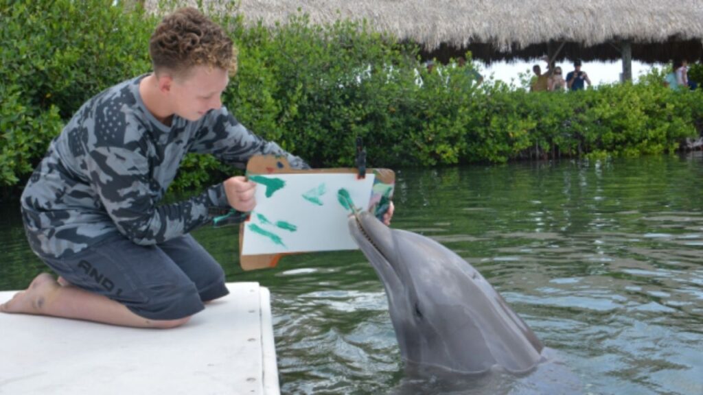 Where Can I Swim With Dolphins In The US? 