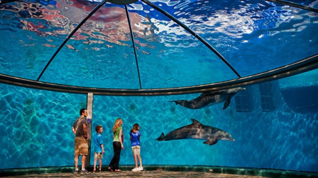 Where Can I Swim With Dolphins In The US? 